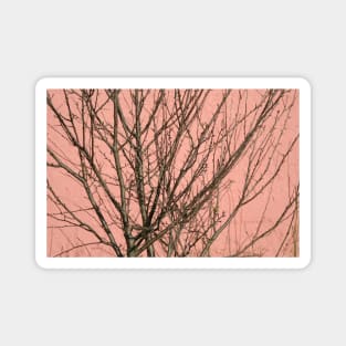 Bare tree against a pink wall Magnet