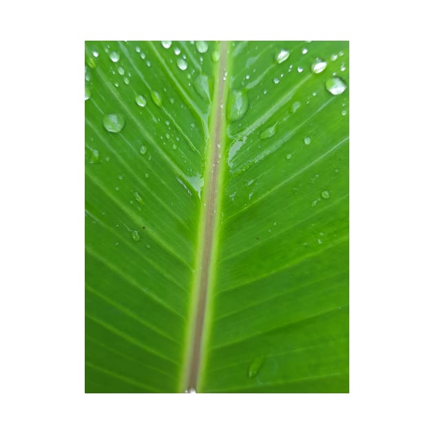 Green banana leaf vein with raindrops by kall3bu