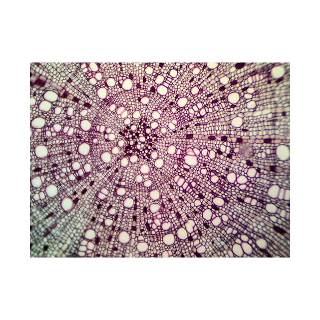 Plant stem cross section by joesaladino