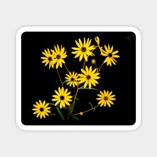 Daisies Magnet