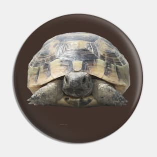 Greek Tortoise Testudo Tucked In Shell Cut Out Pin