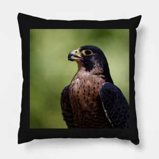 Peregrine Falcon Pillow