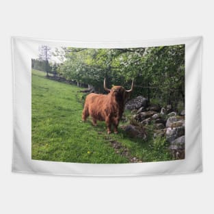 Scottish Highland Cattle Cow 2404 Tapestry