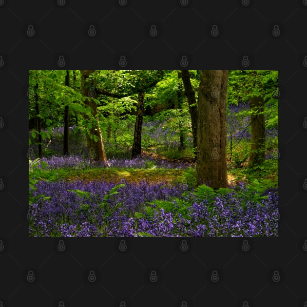 English Bluebell Woodland by MartynUK