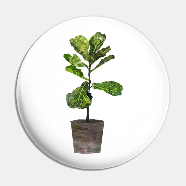 Fiddle-leaf fig Pin by Babban Gaelg