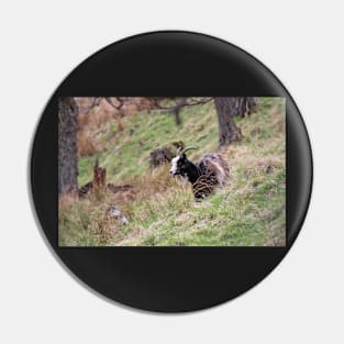 Wild goat Pin