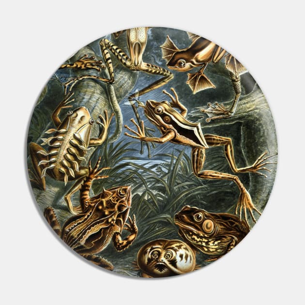 Batrachia by Ernst Haeckel Pin by MasterpieceCafe