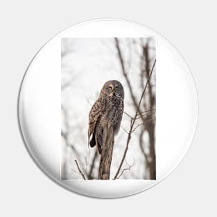 Great Grey Owl in winter Pin