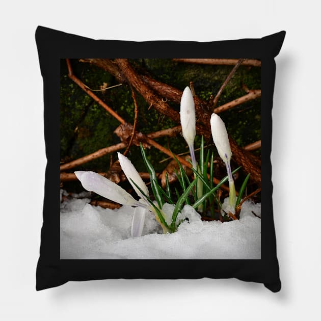 Crocus Pillow by RufderFreiheit