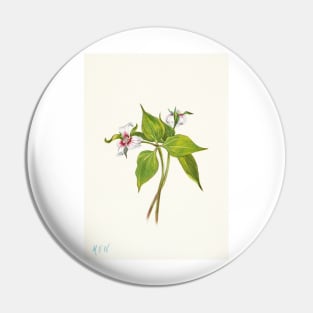 Painted trillium - Botanical Illustration Pin