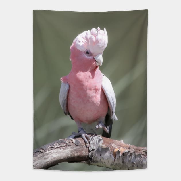 Pink cockatoo Tapestry by Melissa Peltenburg Travel Photography