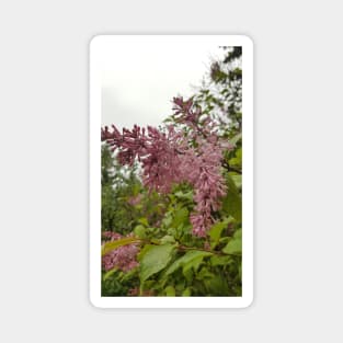 Lilacs in the Rain Magnet