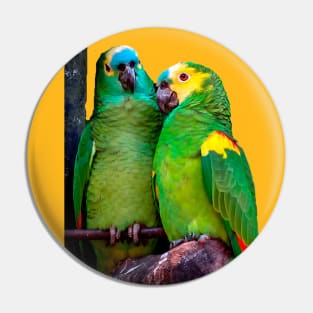 Parrot couple, Brazilian birds Pin