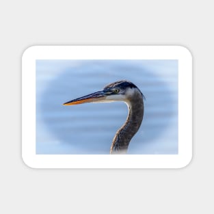 Great Blue Heron Portrait Magnet