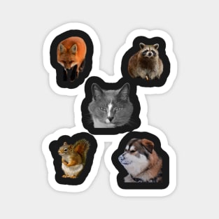 cute animals, Cat,Dog ,Squirrel, Fox and Raccoon Magnet