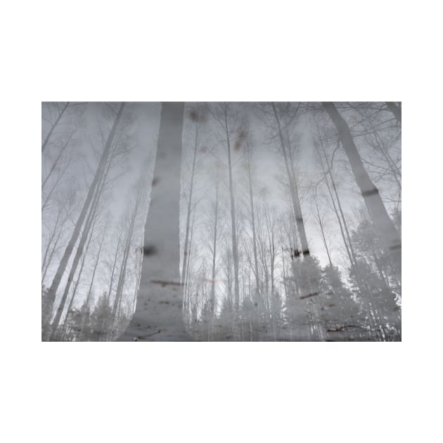 Landscape reflection from wet ice surface by Juhku