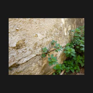 Moldy Flowered Wall Photograph T-Shirt