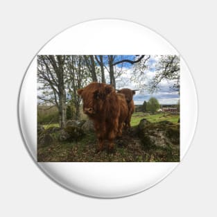 Scottish Highland Cattle Calf 2007 Pin