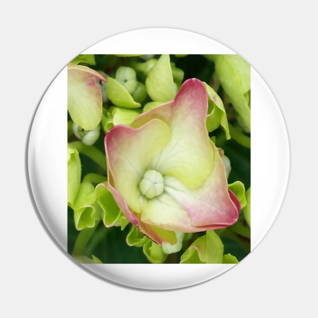 Hydrangea Pin by robelf