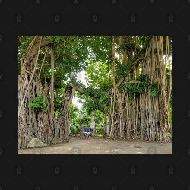 Bangkok Sidewalk Landscape Tree Solitude by SubtleSplit