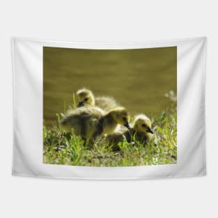 Baby goslings, Canadian Geese, wildlife gifts Tapestry