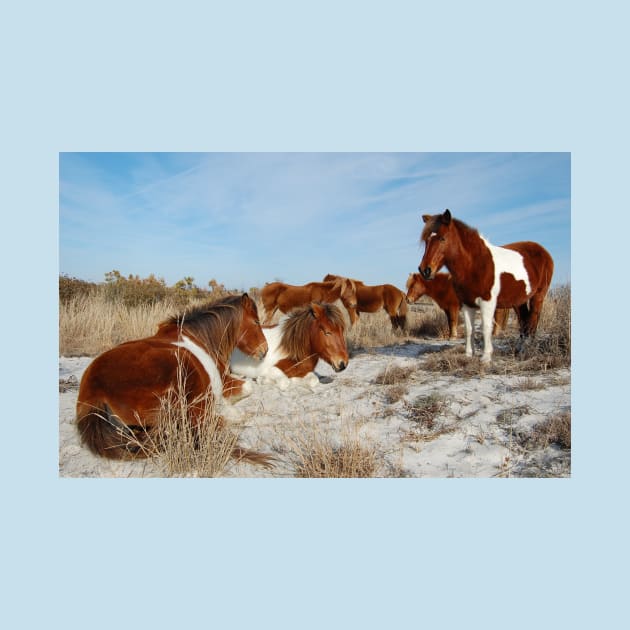 Wild horses, wildlife, gifts, painted horse, Assateague Island, Maryland by sandyo2ly