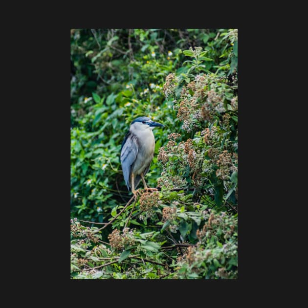 Black crowned night heron in Honolulu 2 by KensLensDesigns