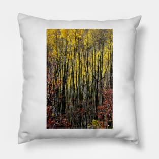 October Aspen Forest of Color Pillow