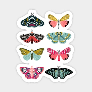 Lepidoptery No.1 - Moth Study Magnet