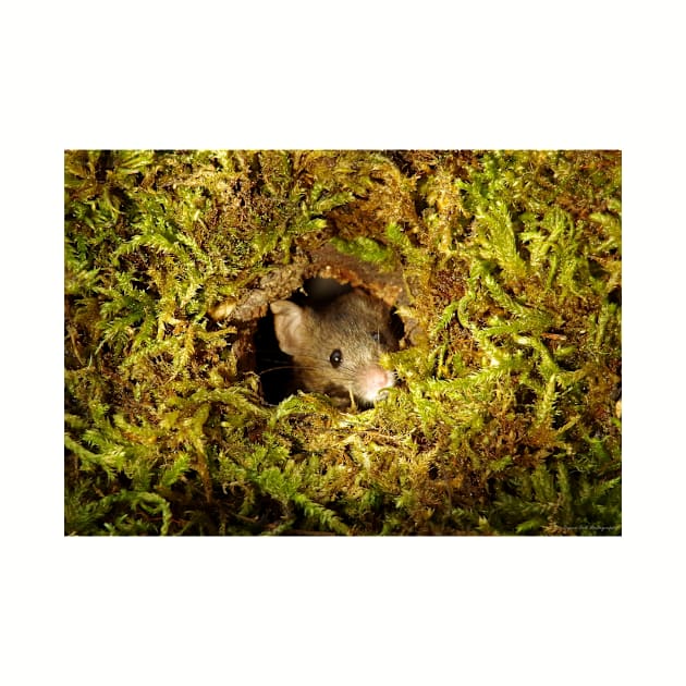 mouse in a mossy hole by Simon-dell