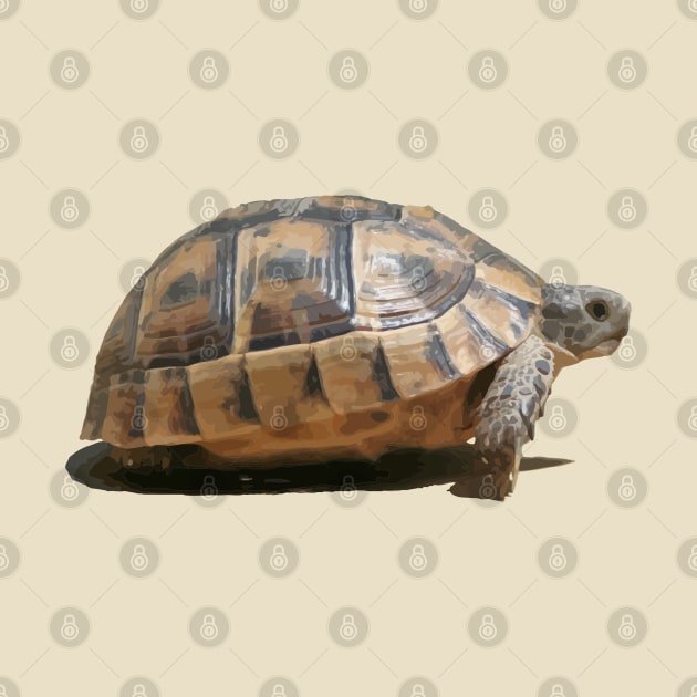 Sideview of A Walking Turkish Tortoise Isolated by taiche