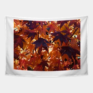 Red Autumn leaves backlit by the rising sun Tapestry