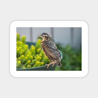 American Robin Fledgling - Just Left the Nest Magnet