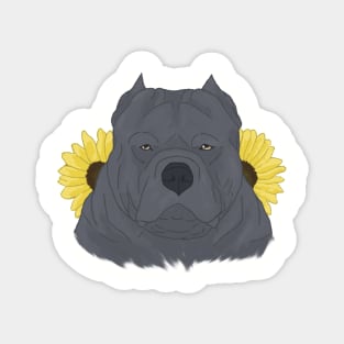 Blue American Bully with Sunflowers Magnet