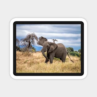 Elephant Waving At The Camera, Tarangire National Park, Tanzania Magnet