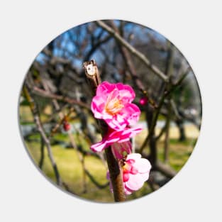 Photography - First plum blossom Pin