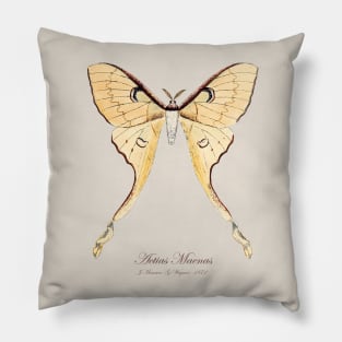 Moth - Malaysian Moon Moth, Actias Maenas Leto female  3 Pillow