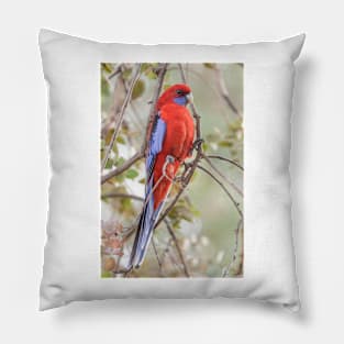 Crimson Rosella 01 Pillow