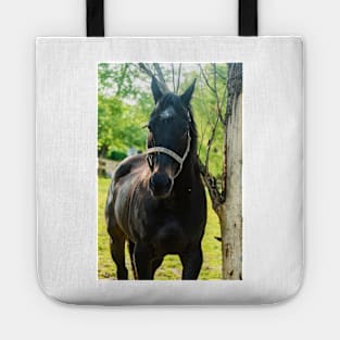 the handsome horse Tote