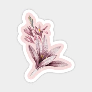 Pink Amaryllis Flowers Magnet