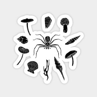 Huntsman spider with various shells and fungi - Inverted. Magnet