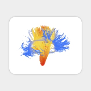 White matter fibres of the human brain (F010/8236) Magnet