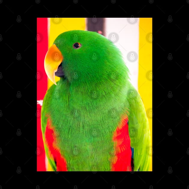 Male Eclectus Parrot (North East Australia) by Upbeat Traveler