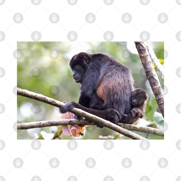 Howler monkeys - Costa Rica by Jim Cumming