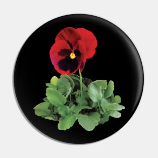 Pansies - Maroon Pansy Pin