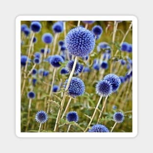 Blue Wild Thistles Magnet