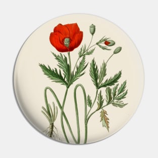 Red Poppy Antique Botanical Illustration Pin