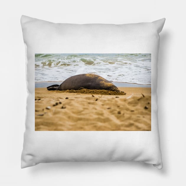 Monk seal Pillow by KensLensDesigns