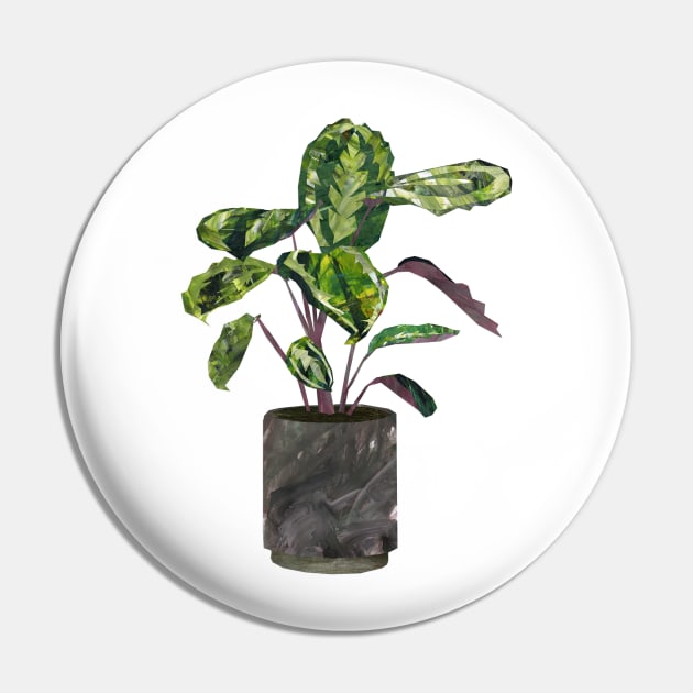 Calathea (prayer plant) Pin by Babban Gaelg