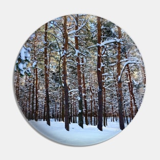 View at the Sormovsky Park in Nizhny Novgorod with pine trees, trunks, snow, crowns Pin